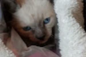 Mascotas Sin datos  Mascotas